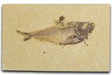 Detailed Fossil Fish (Diplomystus) - Wyoming #355609-1
